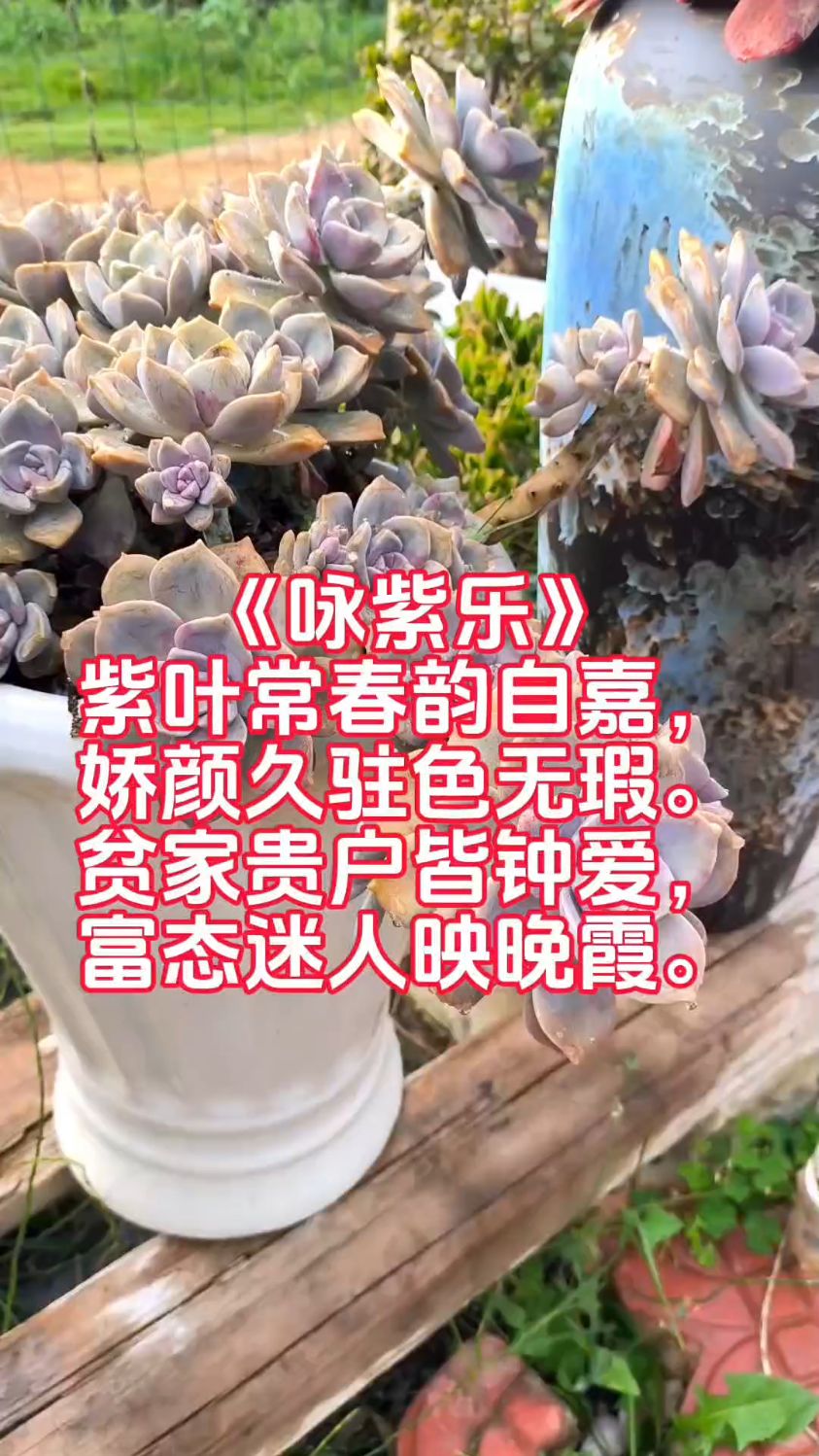 多肉植物登堂入室需要几首诗词
