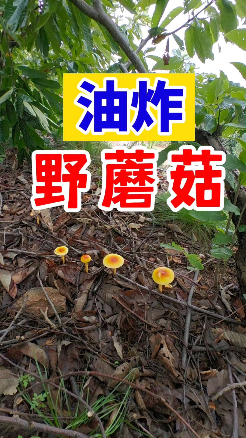 油炸野蘑菇——拟橙盖鹅膏菌、黄蜡鹅膏菌