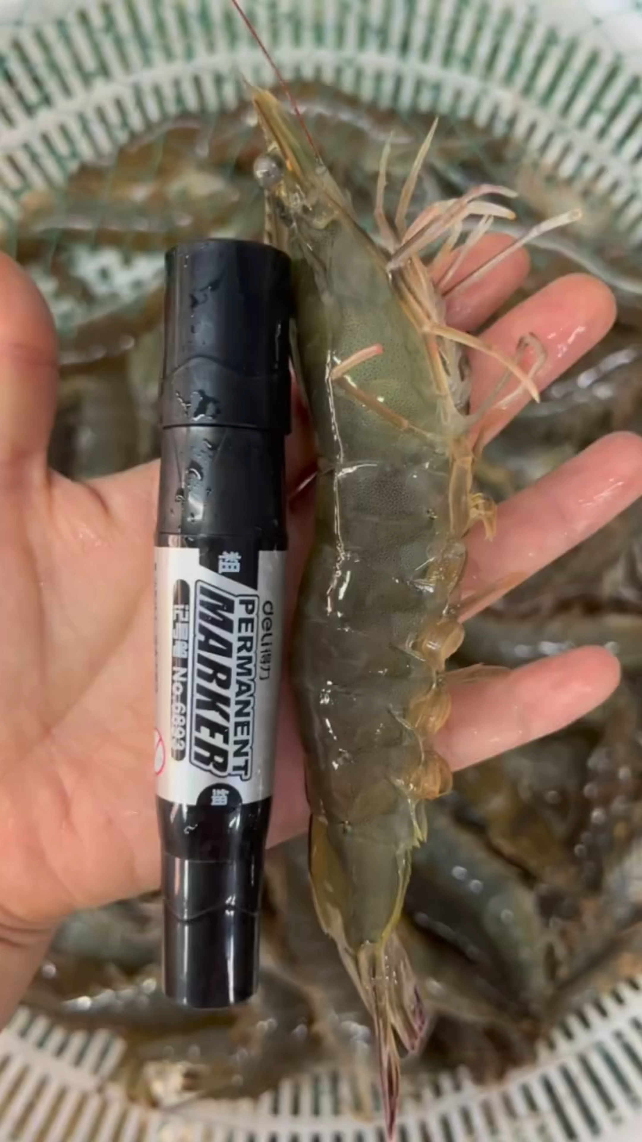 超级大海虾,味道鲜美,高蛋白低脂肪～肉质Q弹,紧实!