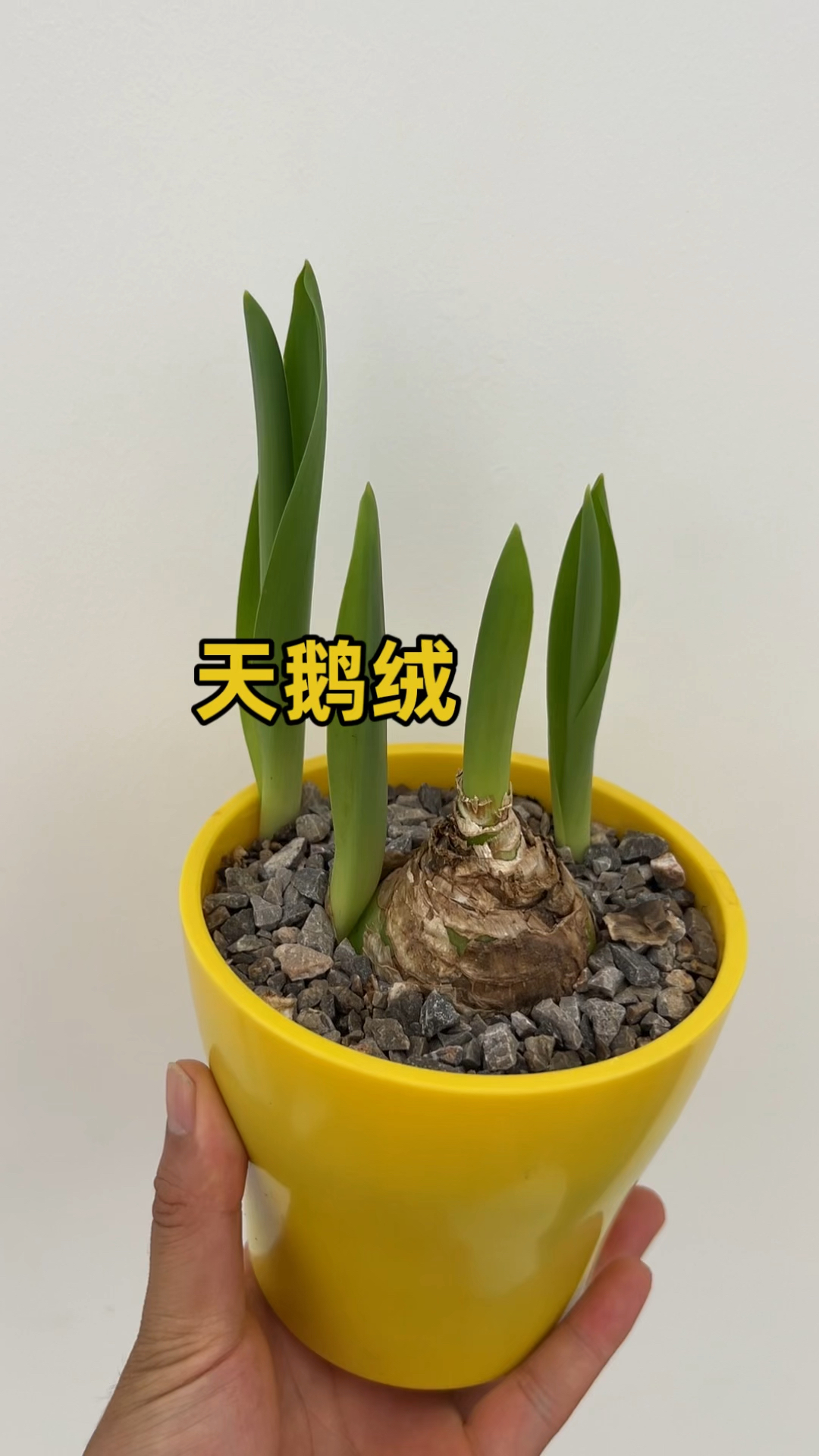 伯利恒之星也叫天鹅绒