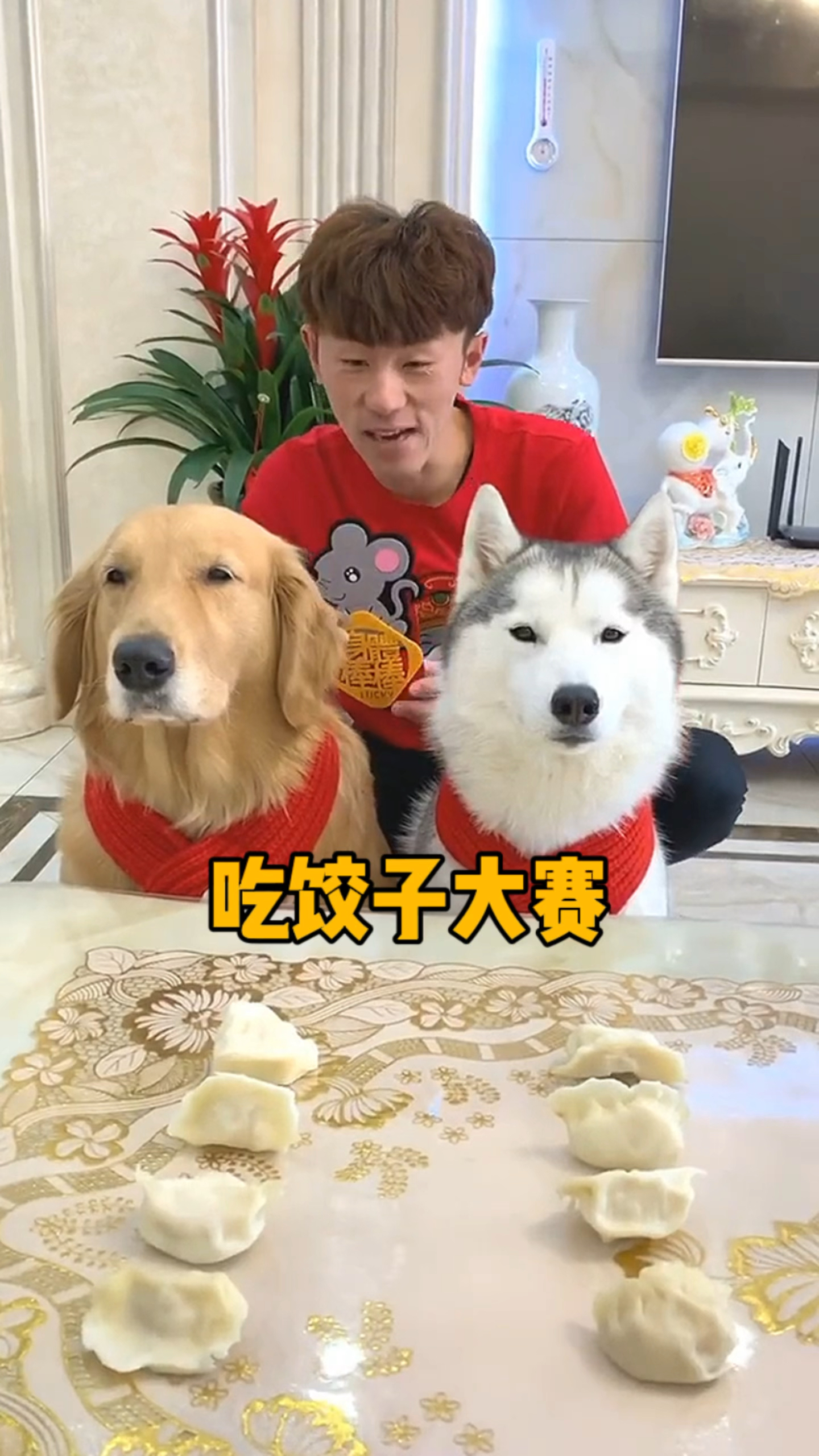 金毛跟二哈比赛吃饺子