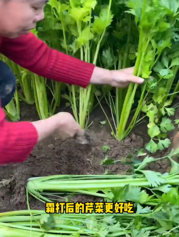 秋季播种小香芹,最好选用新种子,发芽率更高