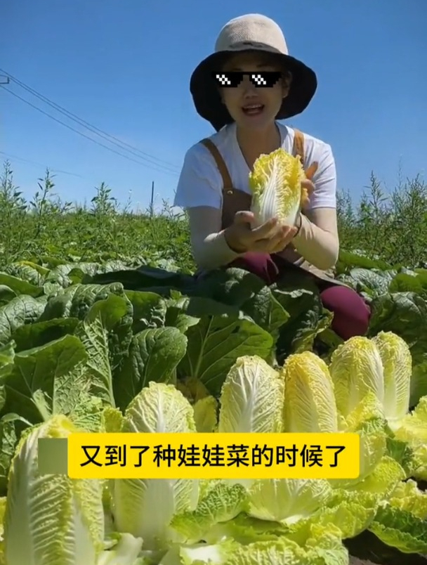 娃娃菜最佳播种时间到,播种到收获不用两个月,撒籽浇水即可