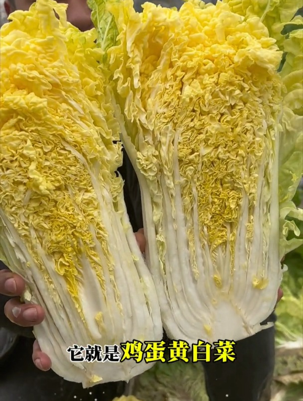 鸡蛋黄白菜特耐热,播种一个多月即可采收,鲜嫩多汁非常好吃!