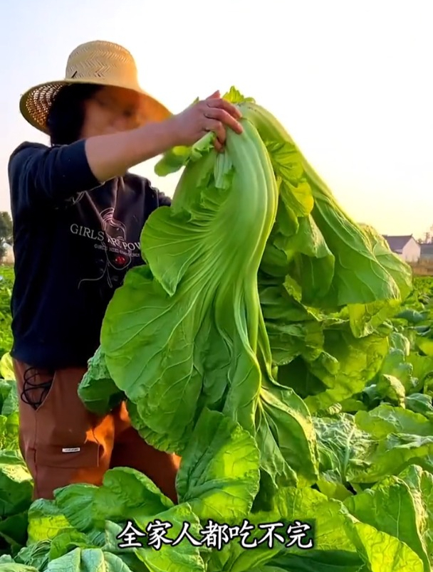 包心芥菜长得快比人大,一片叶子就够全家人吃一顿!