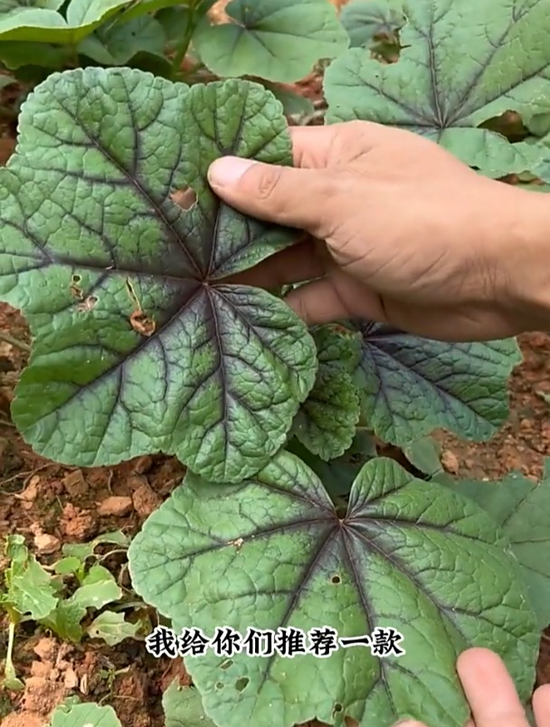 冬天也能一直生长的菜,曾经被当作野菜,如今八元一菜难求
