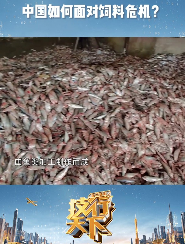 中国如何面对饲料危机?鱼粉产量下降,中国即将面临饲料缺口?