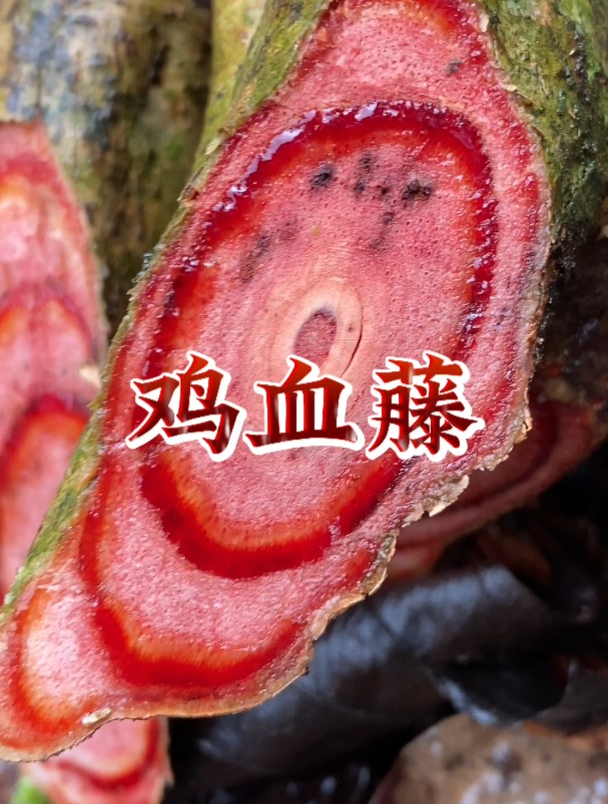 深山采挖的鸡血藤,看看你喜欢吗?