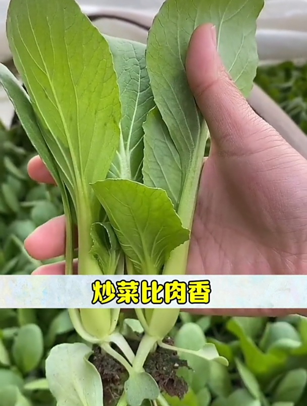 月初种月中吃,鸡毛菜口感脆嫩!