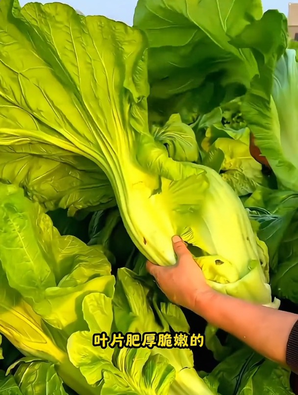 阳台小院用盆栽种植大叶甜芥菜,种一次一直吃到明年!