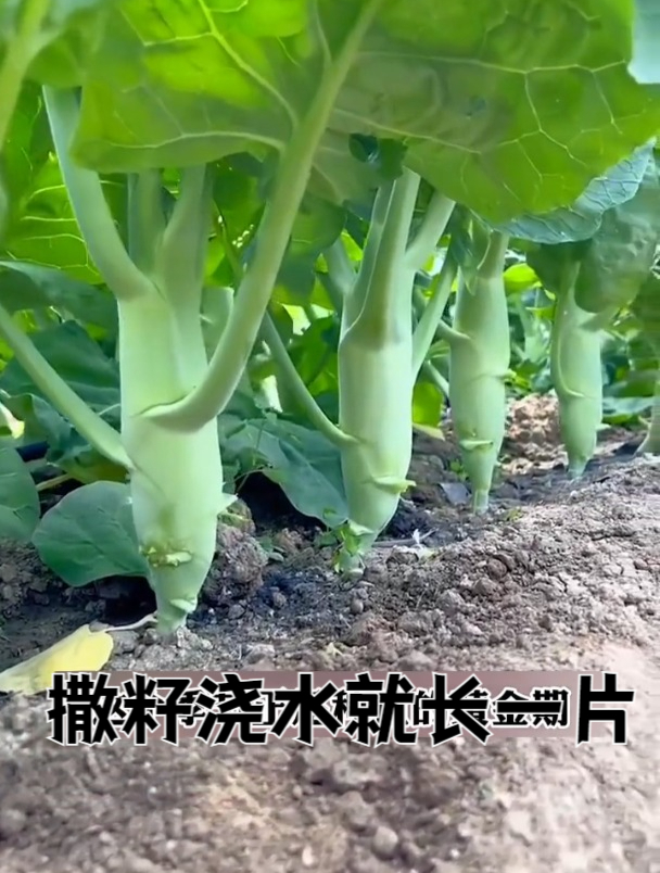 一长比胳膊粗,鸡腿芥兰,种一亩地全家吃不完!