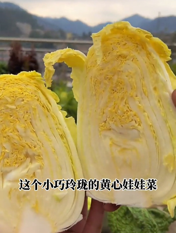 种娃娃菜的好季节,耐热又耐寒,撒一把种子秋天坐等采收!