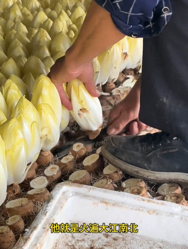 新引进的“大白菜”,无需种子用根种,一斤上百元还供不应求