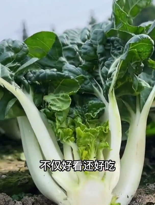 比白菜小,菜叶更嫩,奶白菜耐热耐寒正当种植!
