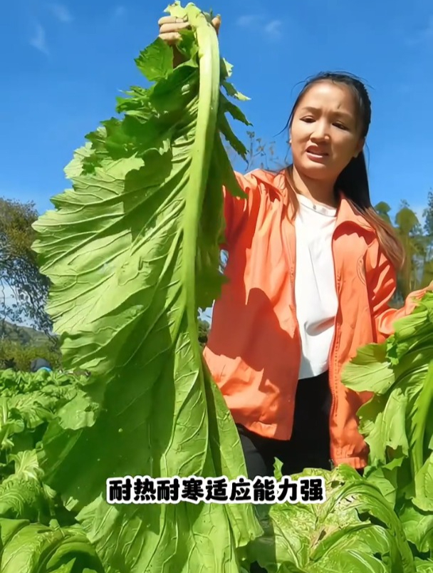 大叶甜芥菜一片叶子轻松炒两盘菜,种一棵全家人吃不完!