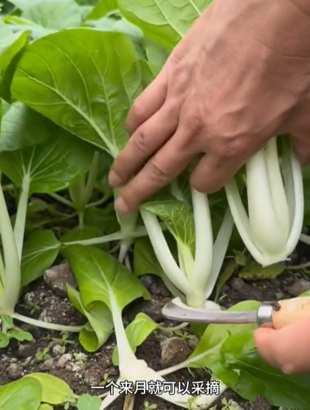 一年四季都能种植的奶油小白菜,个把月就能采摘