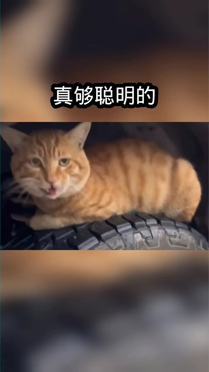 汤姆与杰瑞之间的故事!