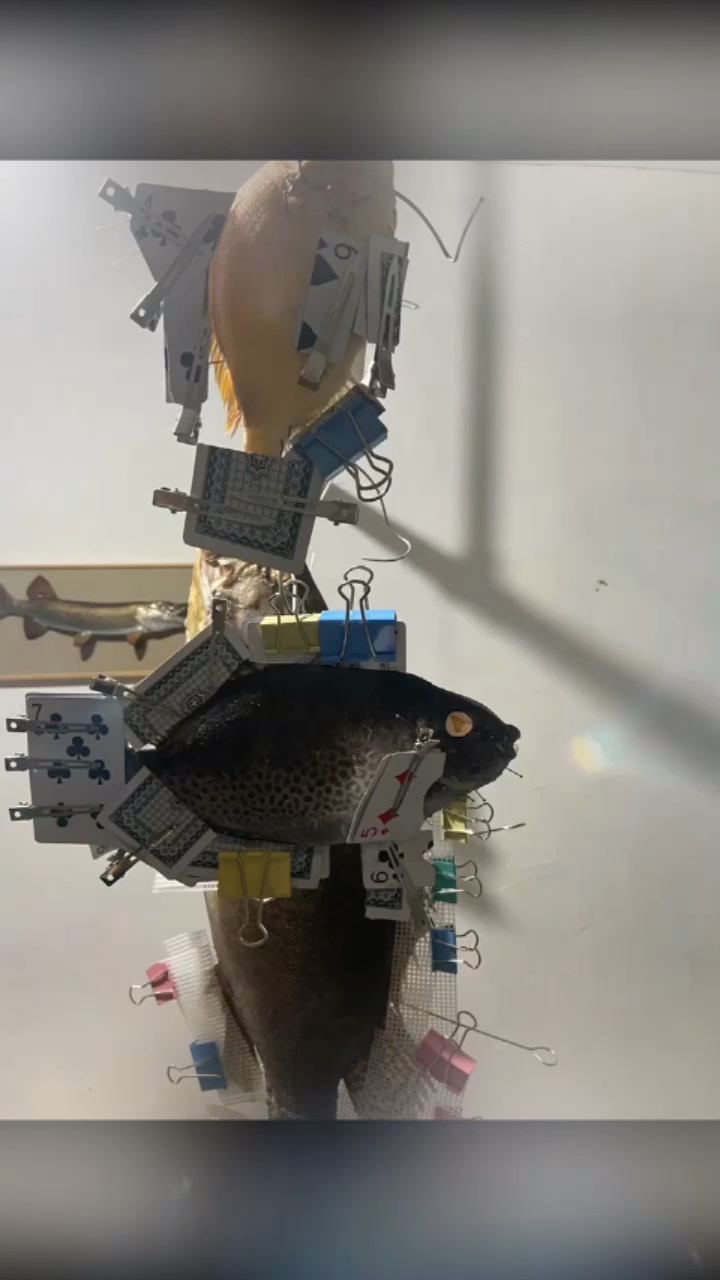 各种海洋鱼标本制作