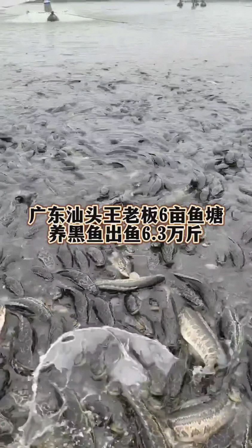 广东大哥养鱼赚钱了啊