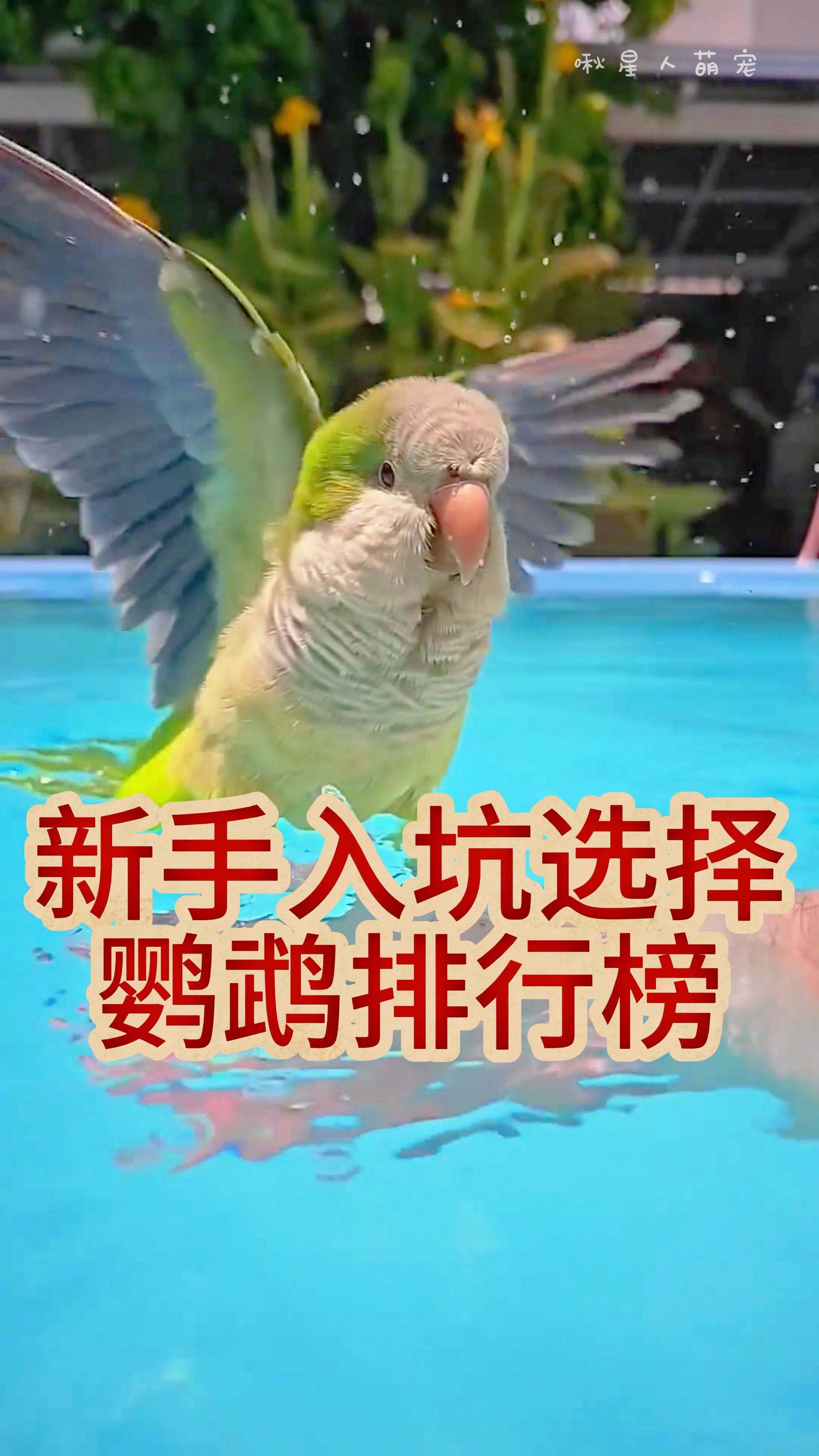 新手入坑选择鹦鹉排行榜