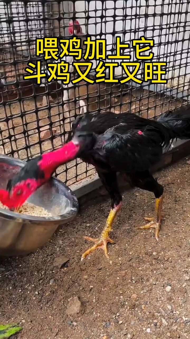 喂上这个,鸡红又旺