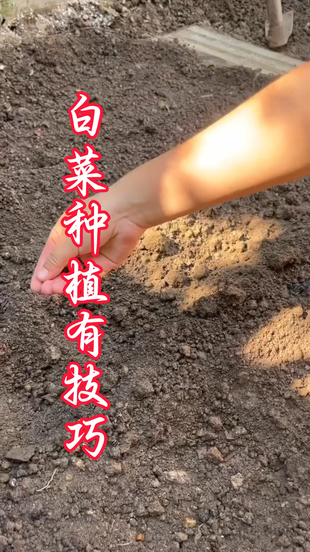 白菜种植技巧方法