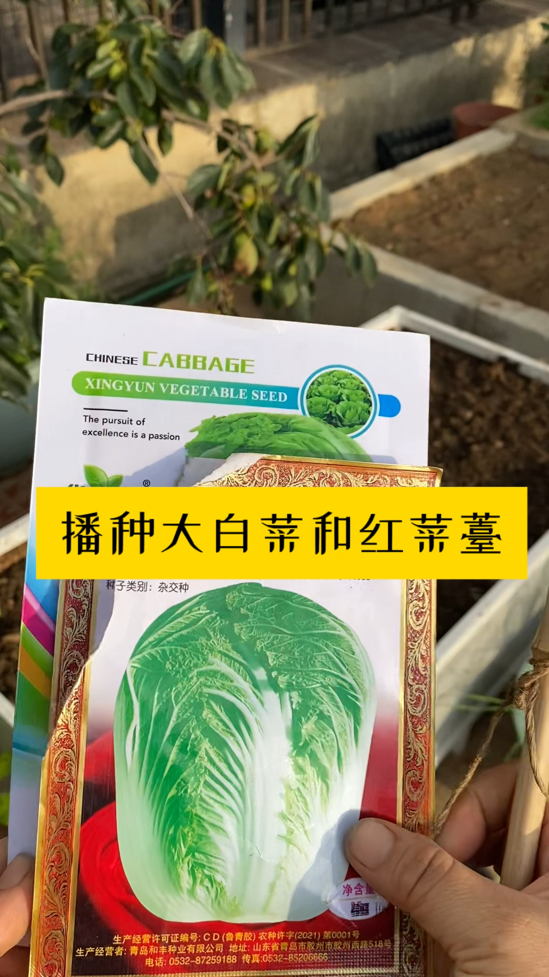 立秋前后,播种红菜苔和大白菜!