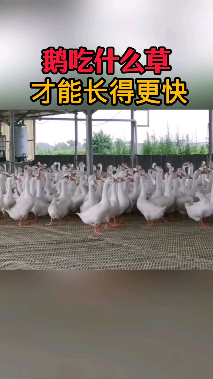 鹅吃什么草长更快?