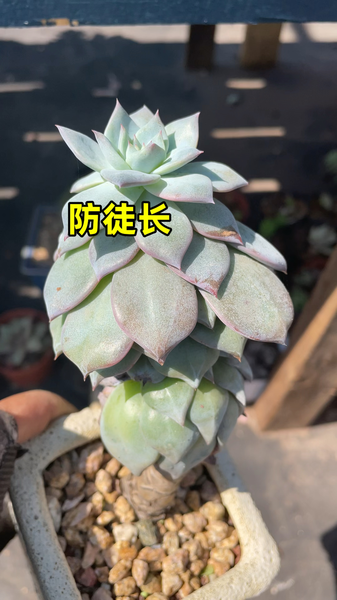 多肉植物徒长了怎么办?
