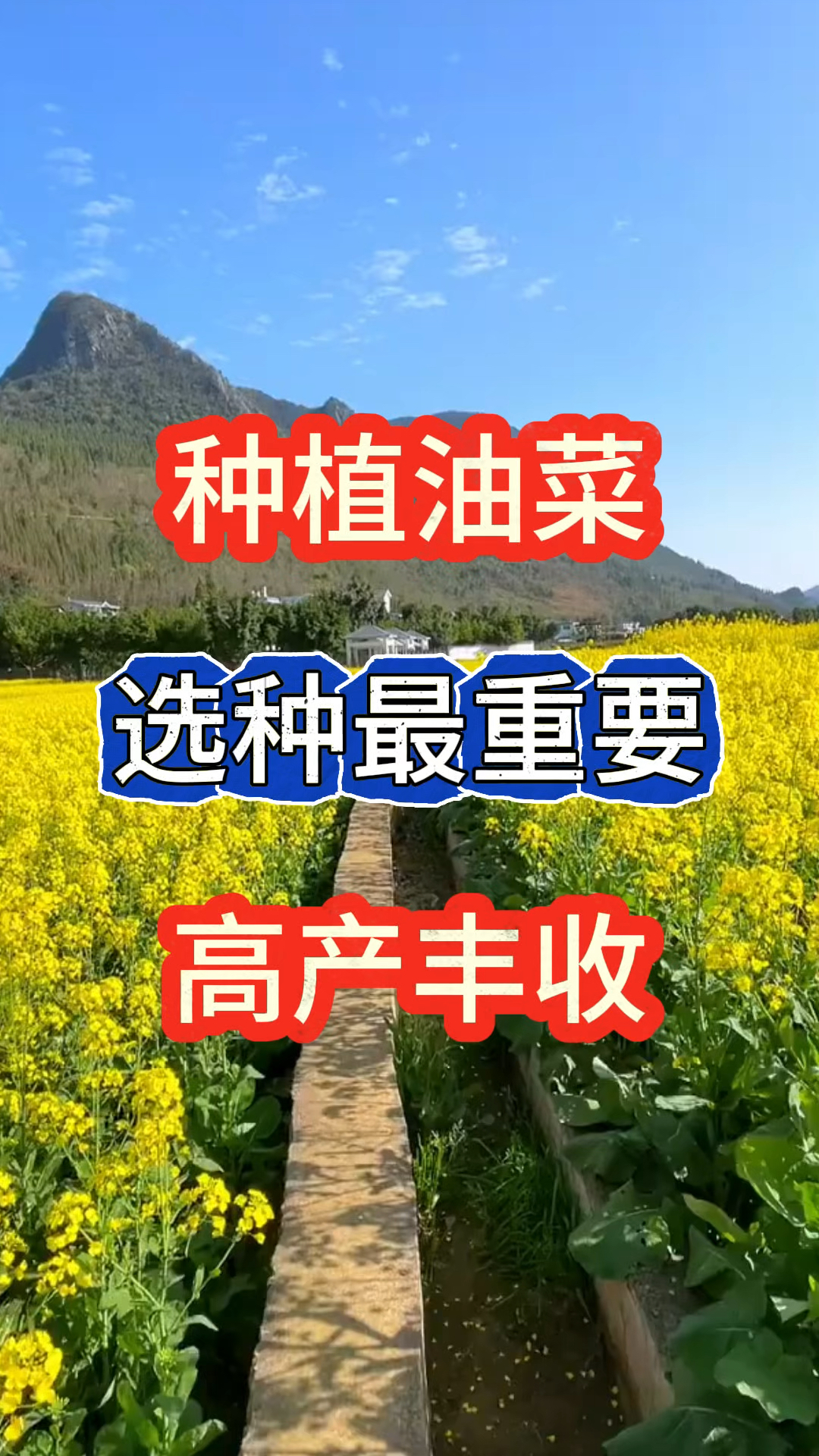 种植油菜,选种最关键,高产丰收