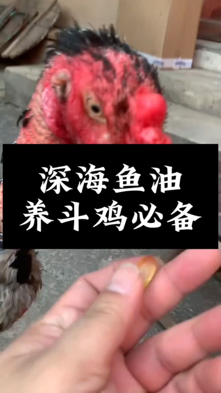 养鸡用好深海鱼肝油