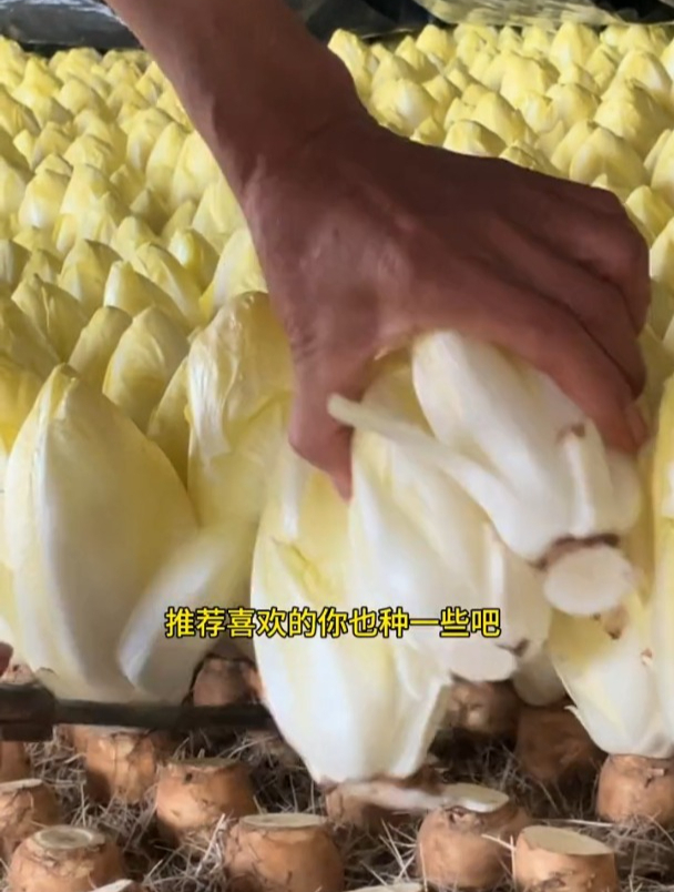 无需种子用根种,长在地下的“娃娃菜”,价值堪比人参