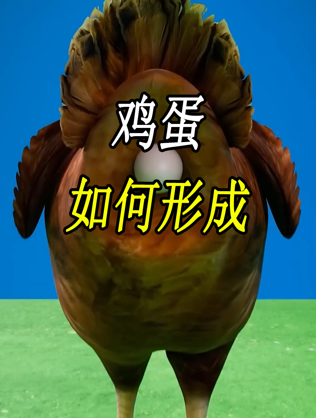 鸡蛋是如何在母鸡体内,形成并发育的?