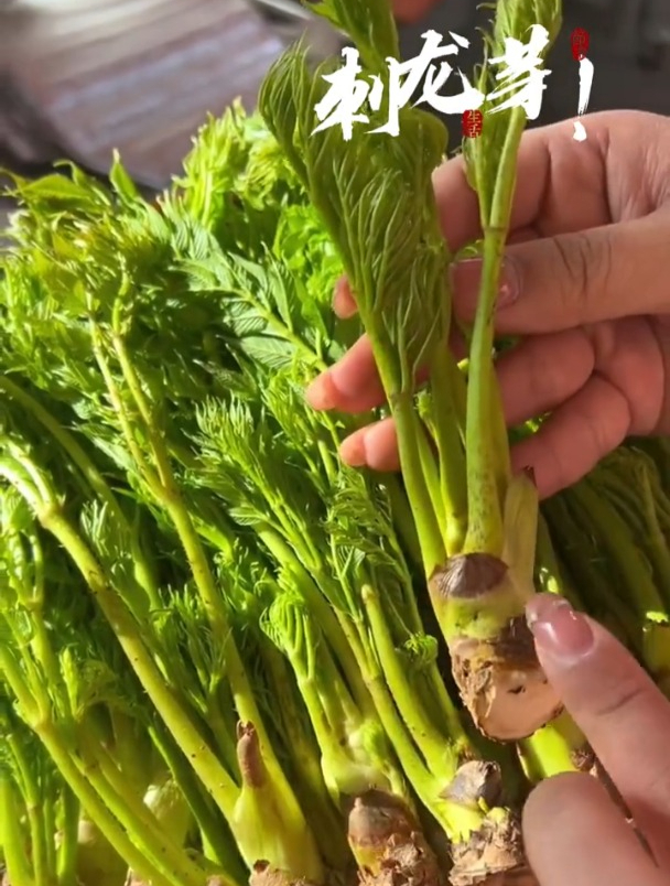 刺龙芽也叫刺老苞,口感鲜香,种植简单,很多人没吃过