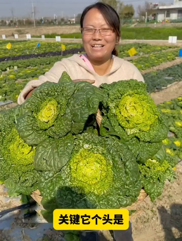 乌塌菜现在播种可以吃到春节,整个冬天都有新鲜蔬菜吃!