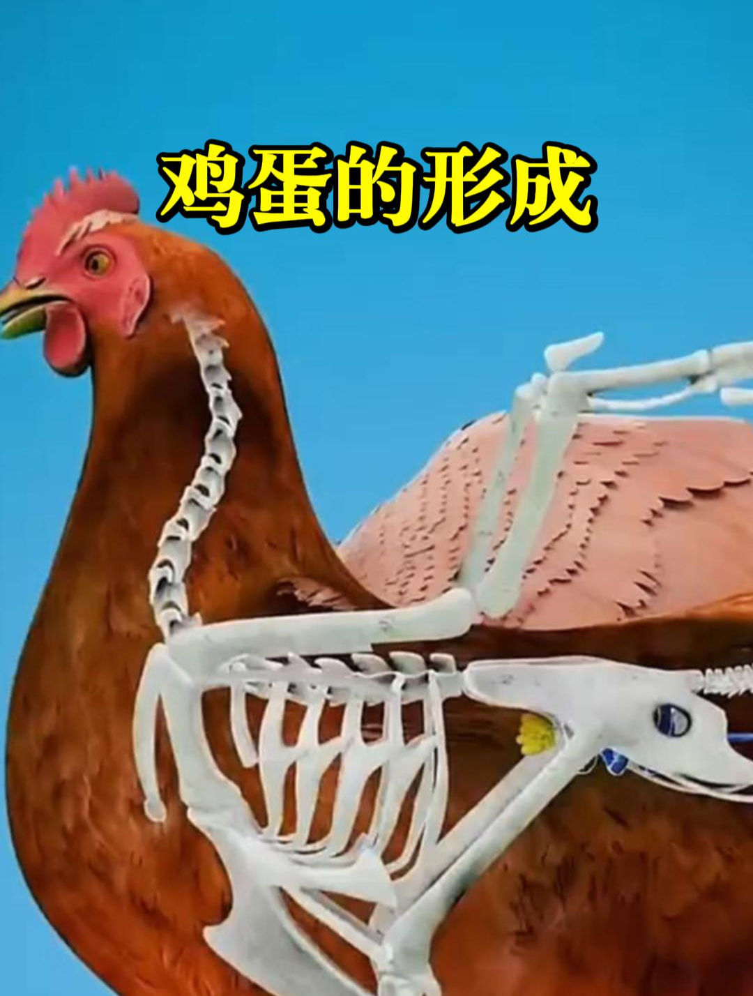 鸡蛋在卵巢中是怎么发育形成的?