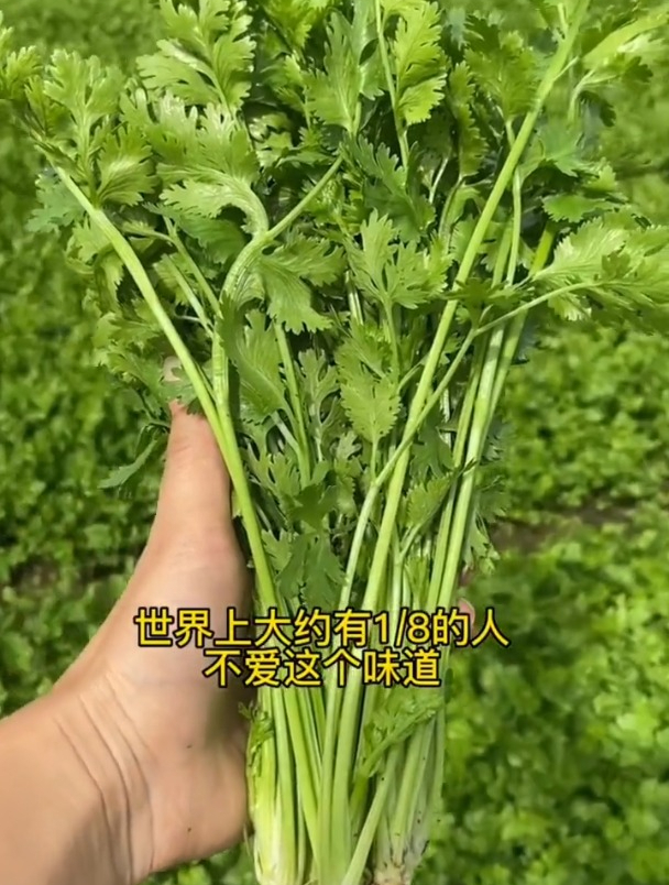 爱的人很爱,讨厌的人很讨厌的香菜,还有个很少人知道的名字