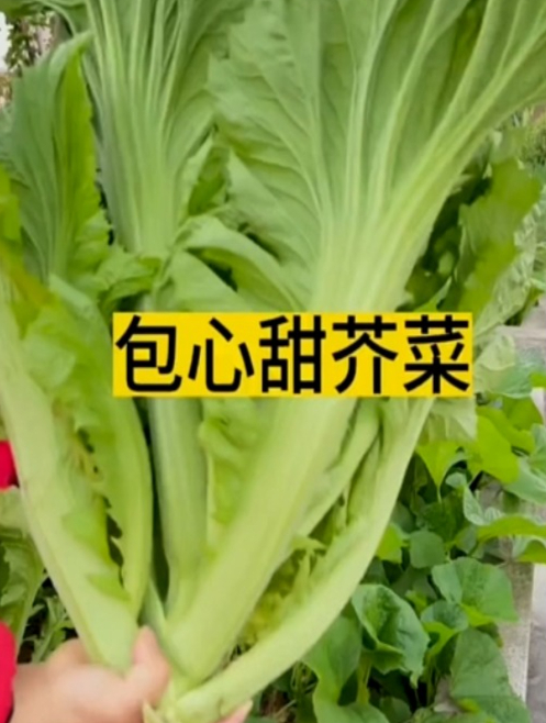 包心甜芥菜 阳台小院空花盆均可种植,用它来做泡菜那是嘎嘎好