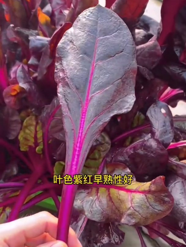 紫色菠菜市场上买不到,自己种植却很简单,种一点全家吃!