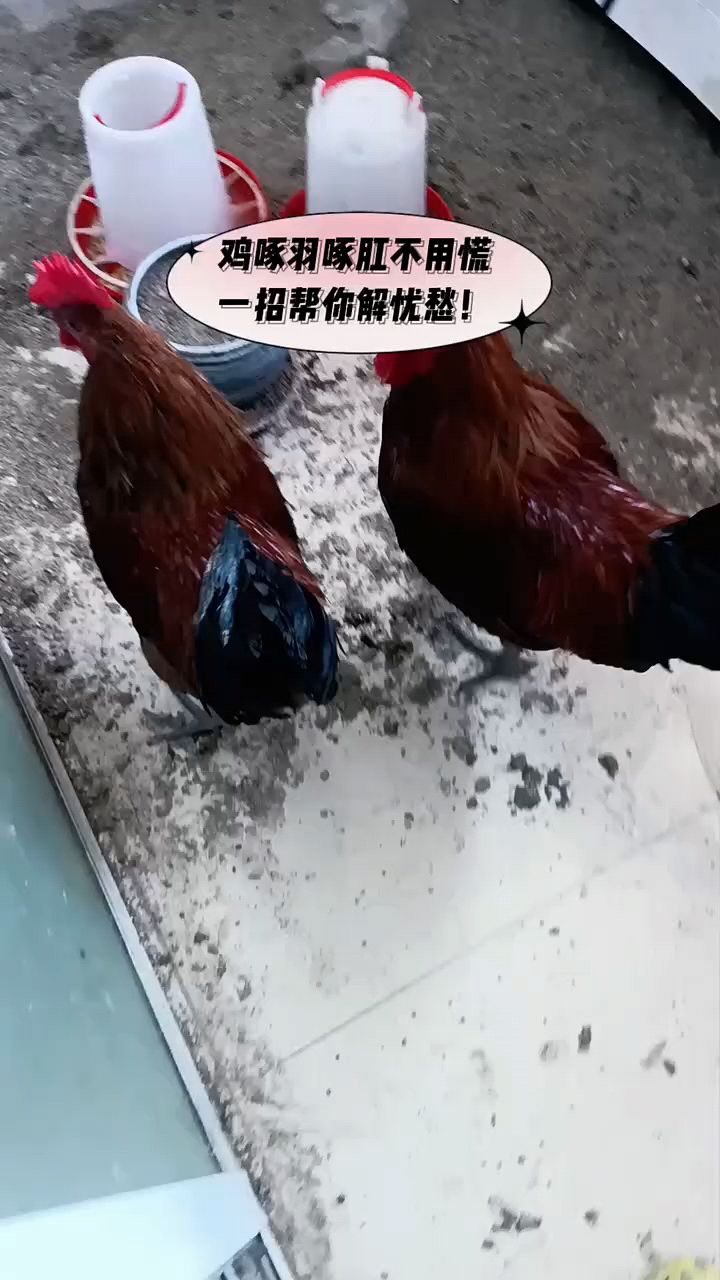 鸡鸭鹅啄羽毛怎么办