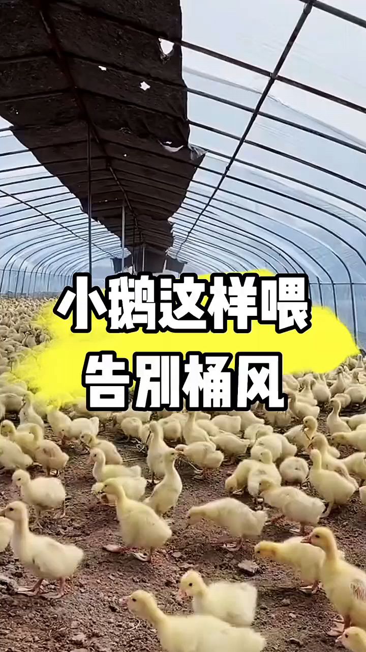 小鹅痛风怎么办啊
