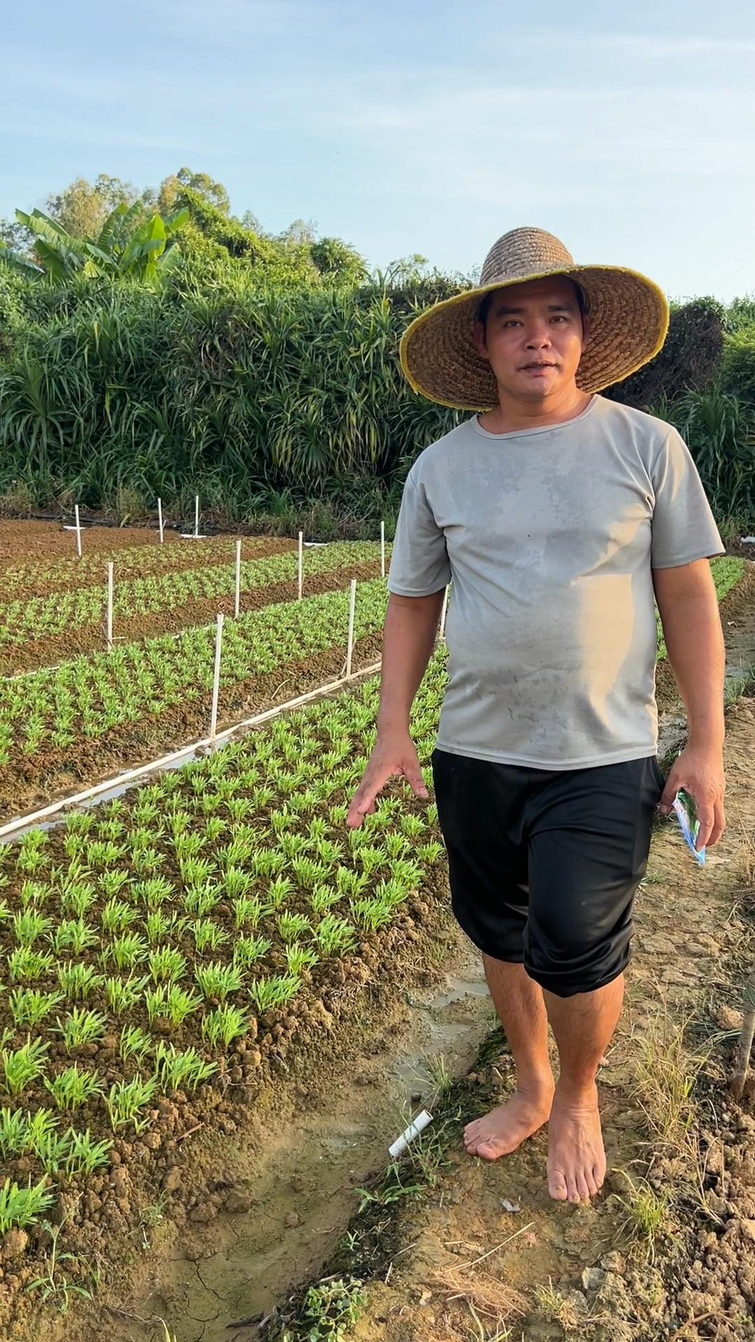 空心菜如何种植教学