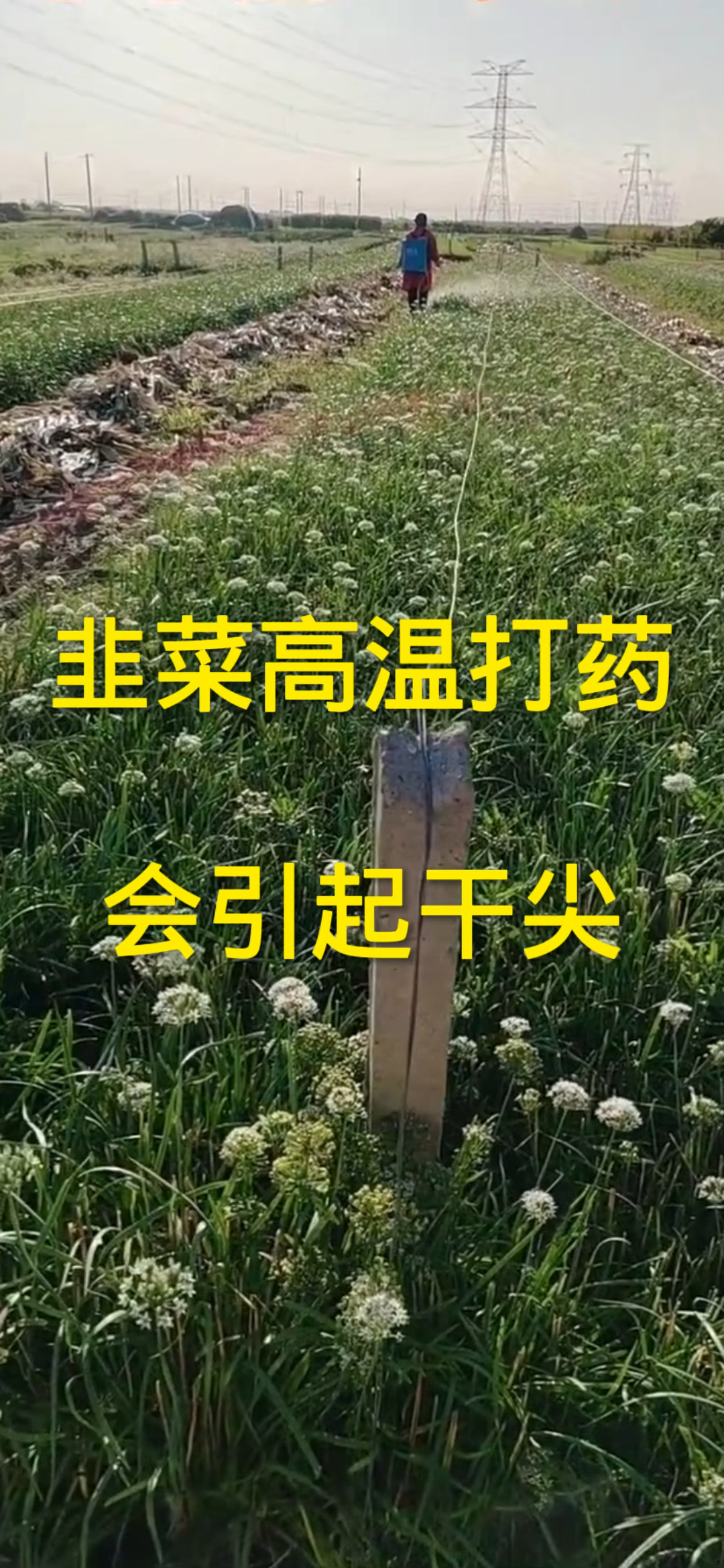 韭菜高温打药,会引起干尖!