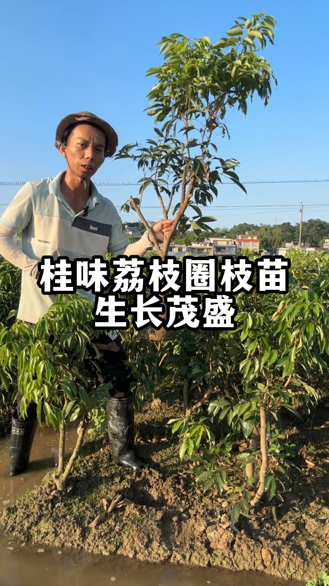 给大家介绍桂味荔枝圈枝苗,带营养杯,生长茂盛,根系发达