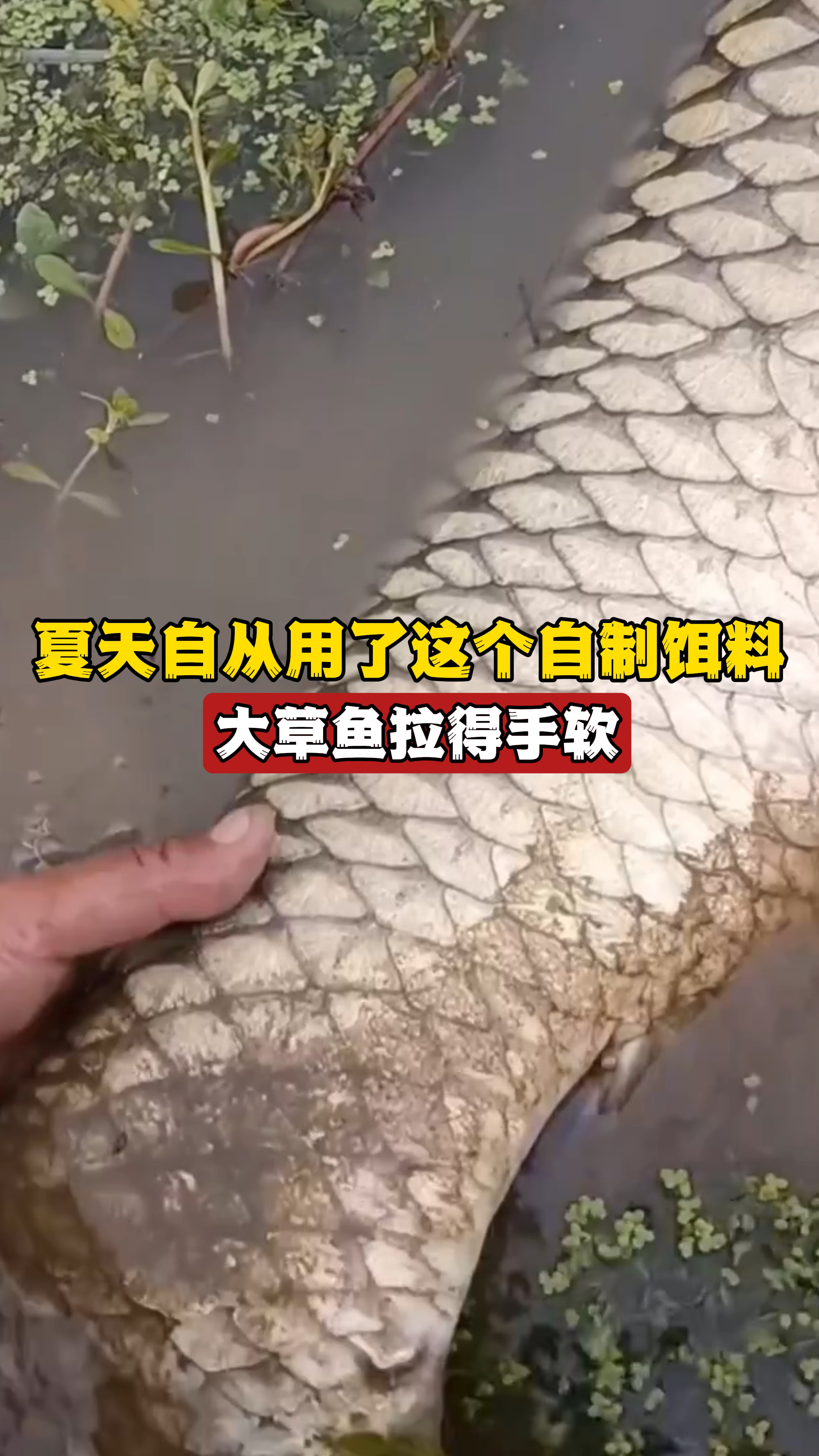 夏天自从用了这个自制饵料,大草鱼拉得手软,从此实现鱼获自由