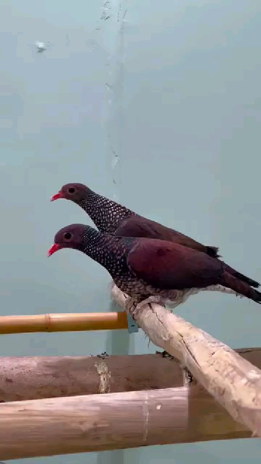 鳞斑鸽 美洲野鸽子 咕咕 斑鸠