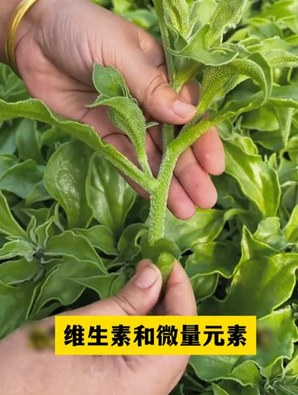 冰菜市场价高,被称为“蔬菜中的贵族”,自己种点不愁吃