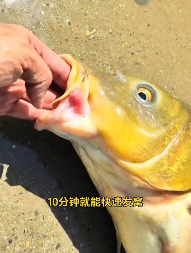 “牛屎”煮玉米,用来当钓鱼饵料,钓鱼的效果怎么样?