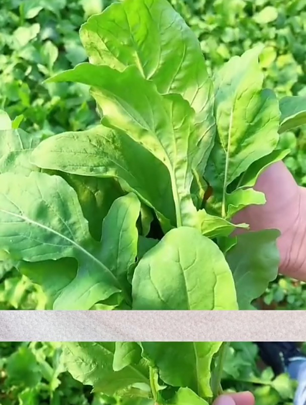 芝麻菜口感好,有浓浓的香味,撒种浇水即可!