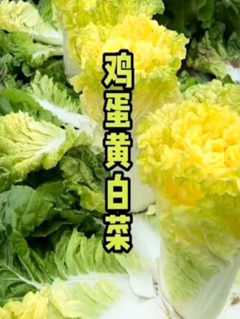 黄心白菜(拍2发3)大白菜种子 白菜籽 蔬菜 白菜种子